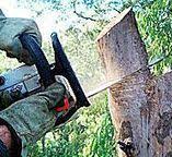 Best Firewood Processing and Delivery  in Auburn, AL