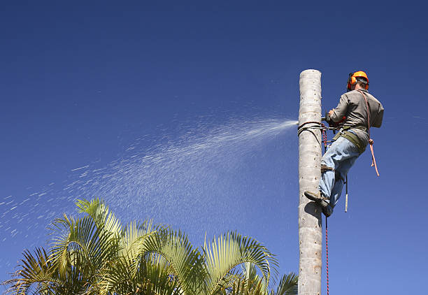 Best Lawn Maintenance Plans  in Auburn, AL