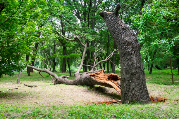 Best Lawn Renovation and Restoration  in Auburn, AL