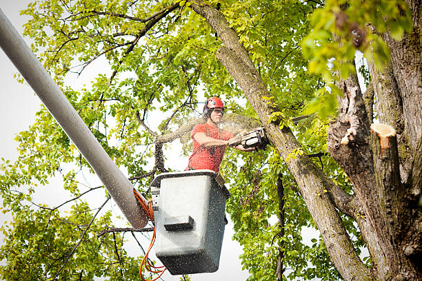 Best Tree Mulching  in Auburn, AL